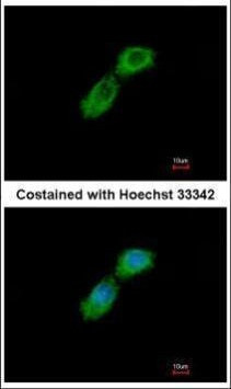 CKAP1 Antibody in Immunocytochemistry (ICC/IF)