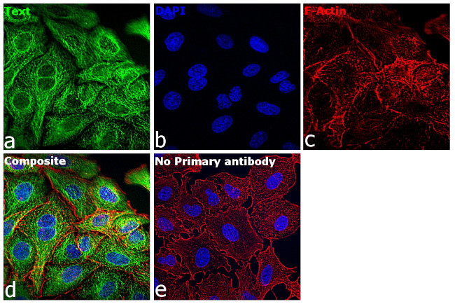beta-4 Tubulin Antibody in Immunocytochemistry (ICC/IF)