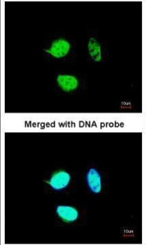 NULP1 Antibody in Immunocytochemistry (ICC/IF)