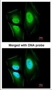 EFCAB14 Antibody in Immunocytochemistry (ICC/IF)