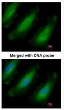 RPL13A Antibody in Immunocytochemistry (ICC/IF)