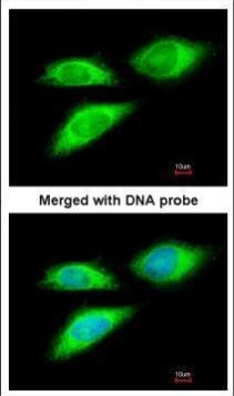 BAG5 Antibody in Immunocytochemistry (ICC/IF)