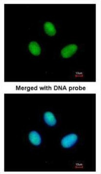 POLR2B Antibody in Immunocytochemistry (ICC/IF)