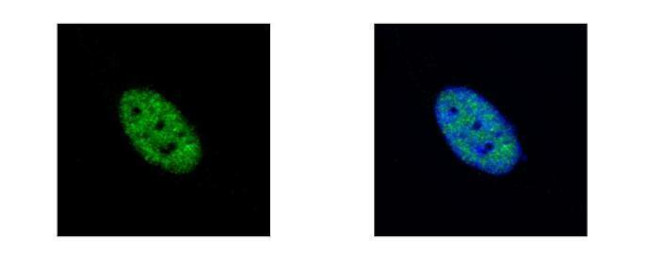 NEK4 Antibody in Immunocytochemistry (ICC/IF)