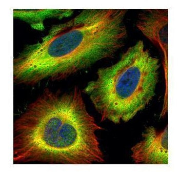 STIP1 Antibody in Immunocytochemistry (ICC/IF)
