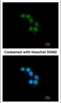 Unc18-2 Antibody in Immunocytochemistry (ICC/IF)