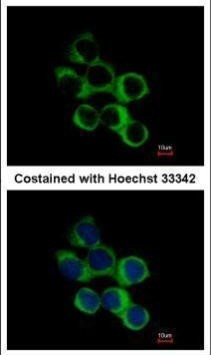 BBOX1 Antibody in Immunocytochemistry (ICC/IF)