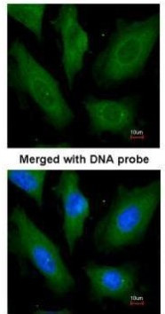 SCYL3 Antibody in Immunocytochemistry (ICC/IF)