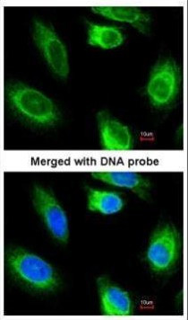 GK2 Antibody in Immunocytochemistry (ICC/IF)