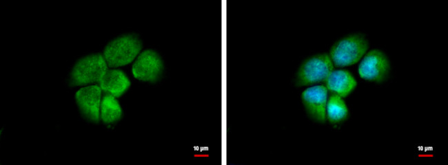 AKR1C4 Antibody in Immunocytochemistry (ICC/IF)