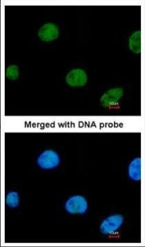 ZNF211 Antibody in Immunocytochemistry (ICC/IF)