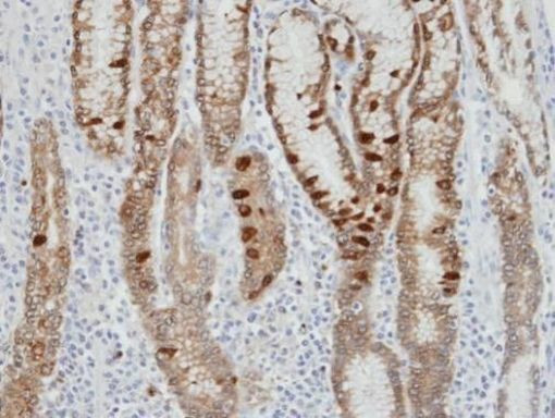 IDH2 Antibody in Immunohistochemistry (Paraffin) (IHC (P))