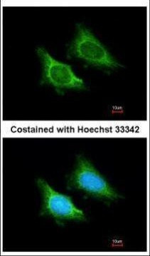 MRPS5 Antibody in Immunocytochemistry (ICC/IF)