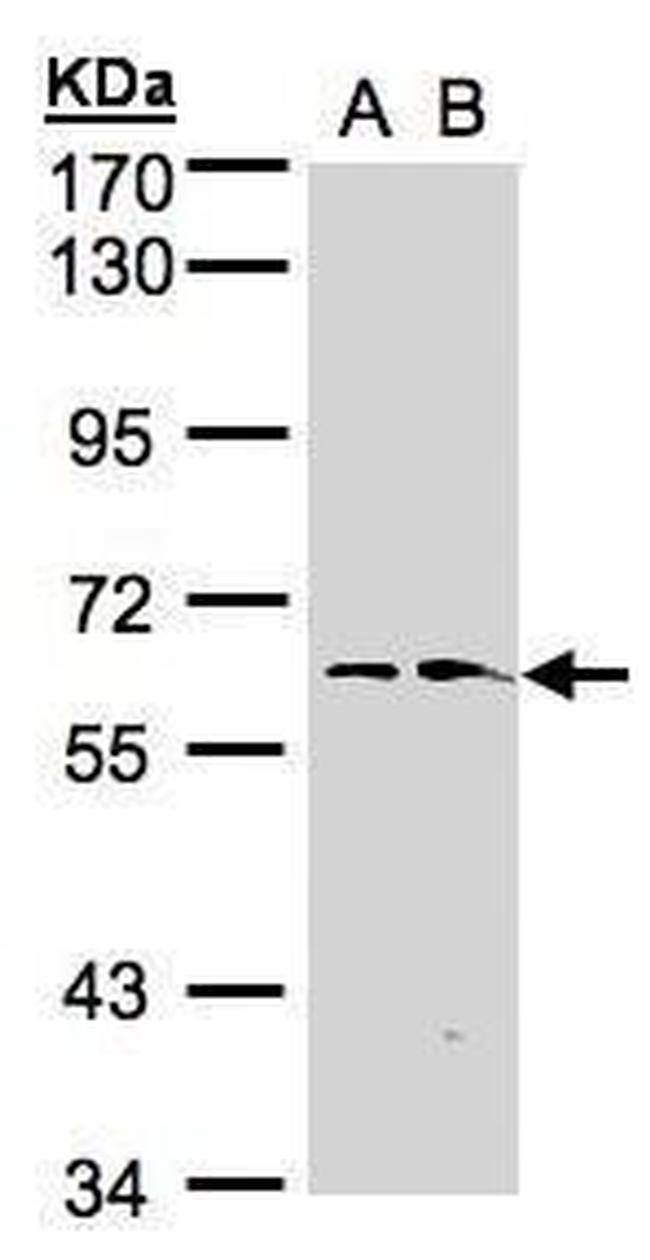 FMO1 Antibody in Western Blot (WB)