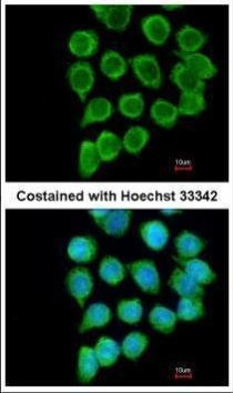 TNFRSF19L Antibody in Immunocytochemistry (ICC/IF)