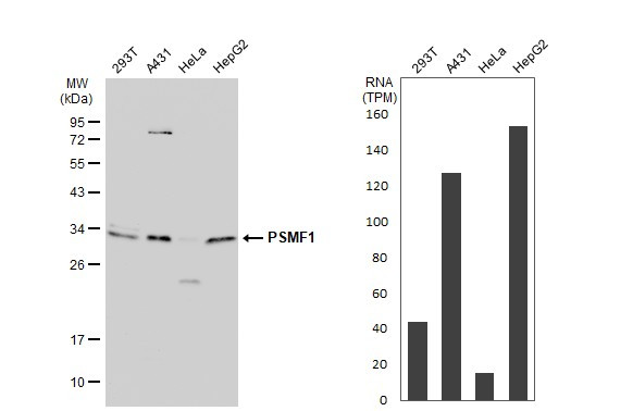 PSMF1 Antibody in Western Blot (WB)