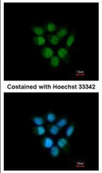 FBXO43 Antibody in Immunocytochemistry (ICC/IF)