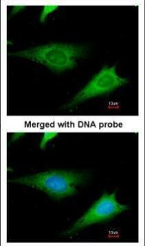 RPS3A Antibody in Immunocytochemistry (ICC/IF)