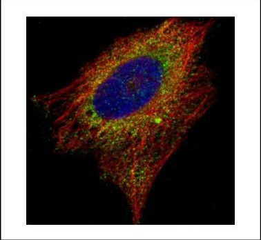 EMAP II Antibody in Immunocytochemistry (ICC/IF)