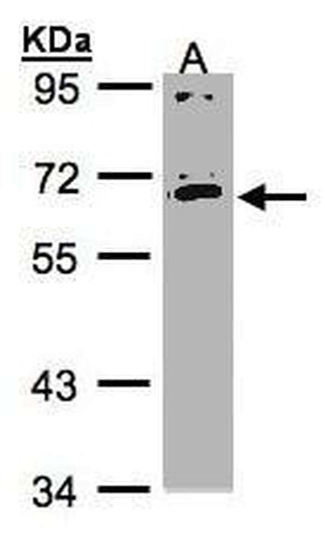 IL17RC Antibody in Western Blot (WB)