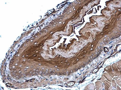 GPX7 Antibody in Immunohistochemistry (Paraffin) (IHC (P))