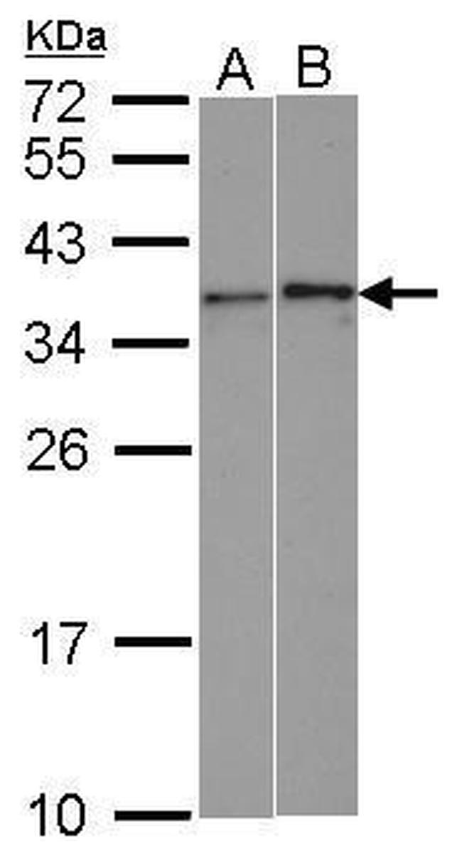 WBSCR22 Antibody in Western Blot (WB)