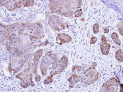 Calsequestrin 2 Antibody in Immunohistochemistry (Paraffin) (IHC (P))