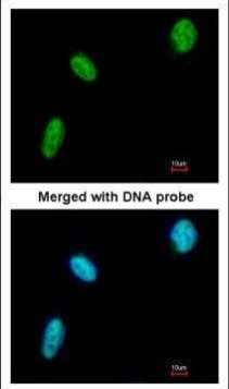 DDX39 Antibody in Immunocytochemistry (ICC/IF)