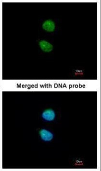 ZNF306 Antibody in Immunocytochemistry (ICC/IF)