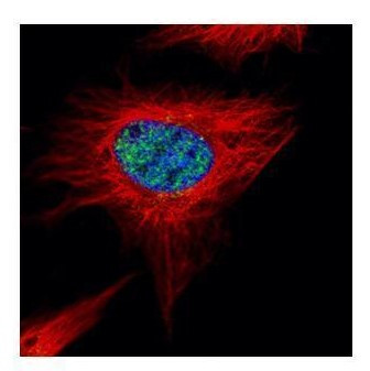 POLR3A Antibody in Immunocytochemistry (ICC/IF)