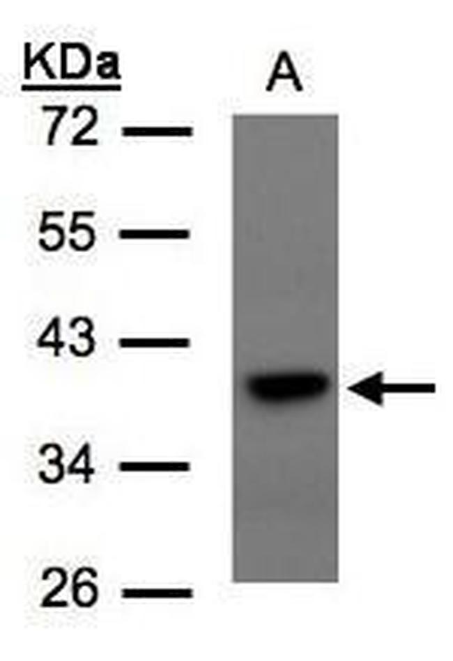 TCF19 Antibody in Western Blot (WB)