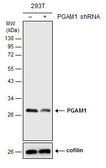 PGAM1 Antibody in Western Blot (WB)