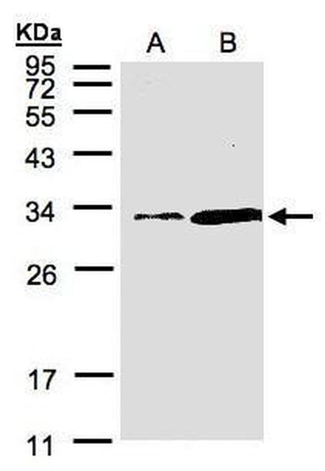 PITPN Antibody in Western Blot (WB)