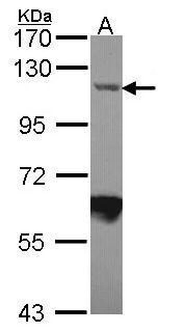 Importin 7 Antibody in Western Blot (WB)