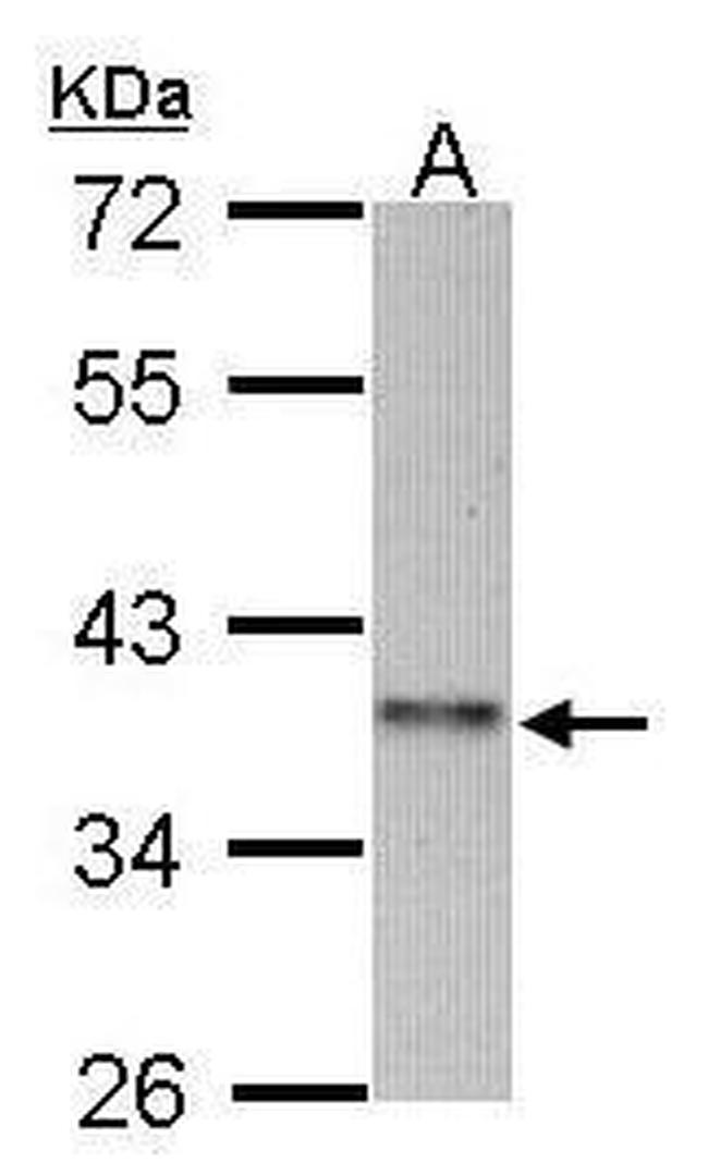 Cyclin I2 Antibody in Western Blot (WB)