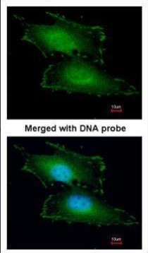 PEF1 Antibody in Immunocytochemistry (ICC/IF)
