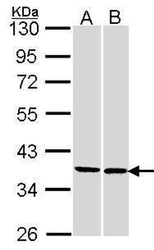FAM50A Antibody in Western Blot (WB)
