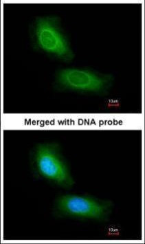 CCDC68 Antibody in Immunocytochemistry (ICC/IF)