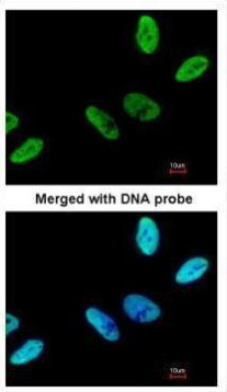 C9orf78 Antibody in Immunocytochemistry (ICC/IF)