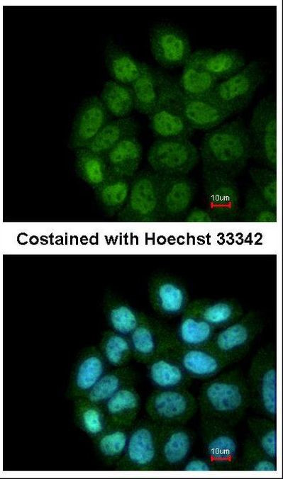 LRRC43 Antibody in Immunocytochemistry (ICC/IF)