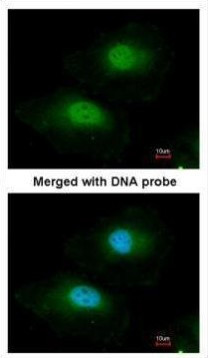 Bisphosphoglycerate mutase Antibody in Immunocytochemistry (ICC/IF)