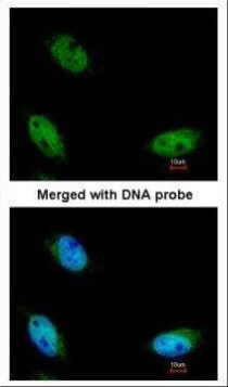 NSUN6 Antibody in Immunocytochemistry (ICC/IF)