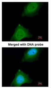 ASB9 Antibody in Immunocytochemistry (ICC/IF)