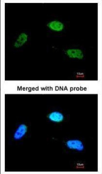ZNF398 Antibody in Immunocytochemistry (ICC/IF)