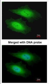 PSKH1 Antibody in Immunocytochemistry (ICC/IF)