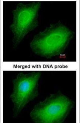 PIK3R4 Antibody in Immunocytochemistry (ICC/IF)