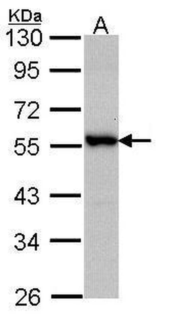 DOK3 Antibody in Western Blot (WB)