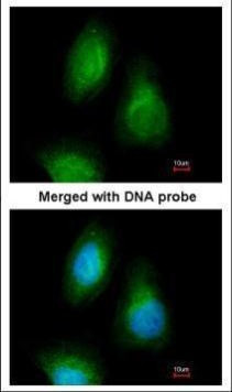 SEPHS2 Antibody in Immunocytochemistry (ICC/IF)