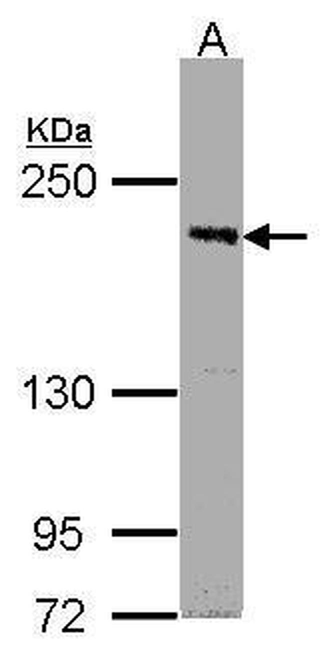 PASK Antibody in Western Blot (WB)