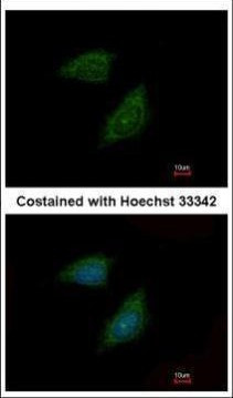 PI15 Antibody in Immunocytochemistry (ICC/IF)